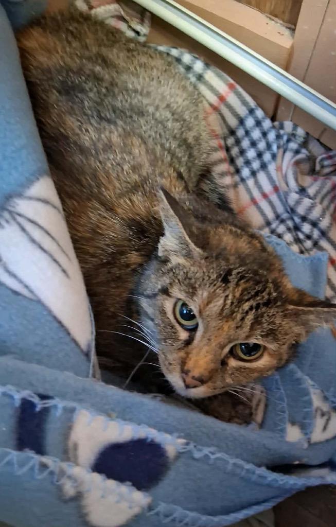 Winter, Adoptable, Adult Female Domestic Short Hair.