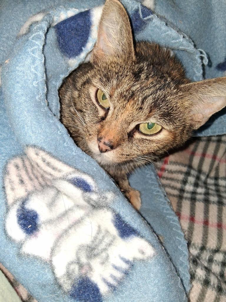 Enlarge Winter, a Adoptable mixed breed in Fond Du Lac, WI image 2/4