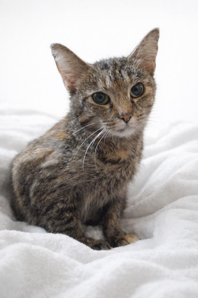 Enlarge Winter, a Adoptable mixed breed in Fond Du Lac, WI image 3/4