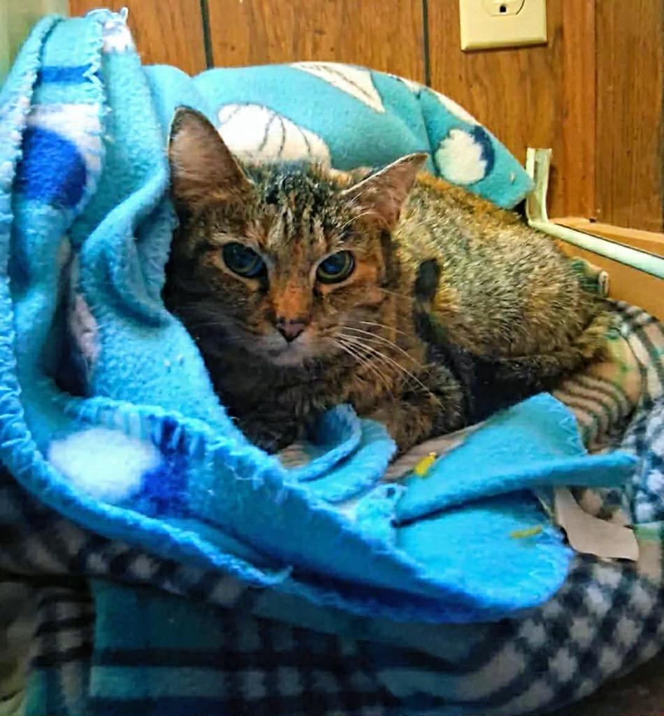 Enlarge Winter, a Adoptable mixed breed in Fond Du Lac, WI image 4/4