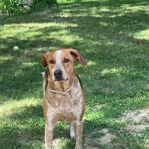 Darwin, Adoptable, Adult Male Australian Cattle Dog / Blue Heeler.