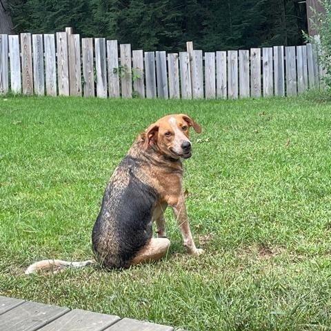 Enlarge Darwin, a Adoptable mixed breed in Mechanic Falls, ME image 2/3