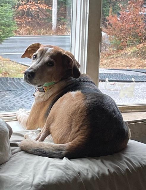 Enlarge Darwin, a Adoptable mixed breed in Mechanic Falls, ME image 3/3