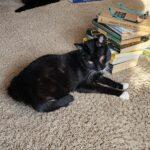 Reese, Adoptable, Adult Male Domestic Long Hair.