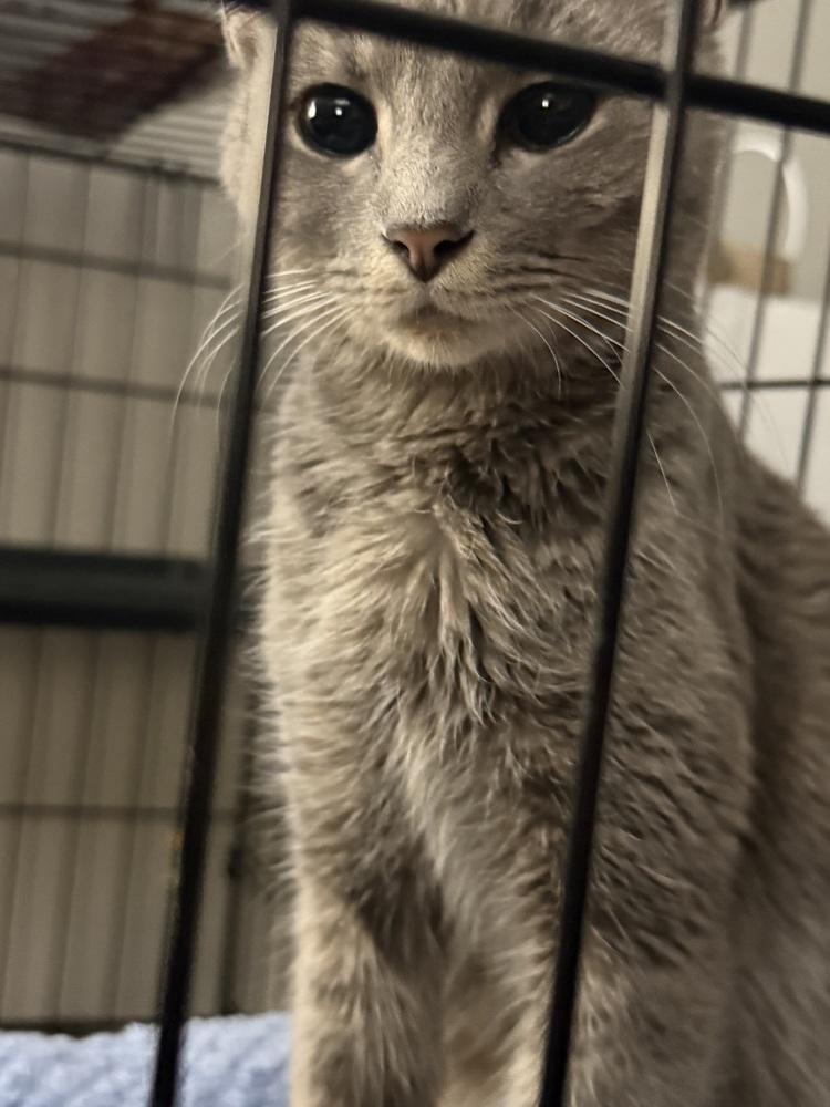 Enlarge Mama Mayo, a Adoptable mixed breed in Clarksville, TN image 1/6