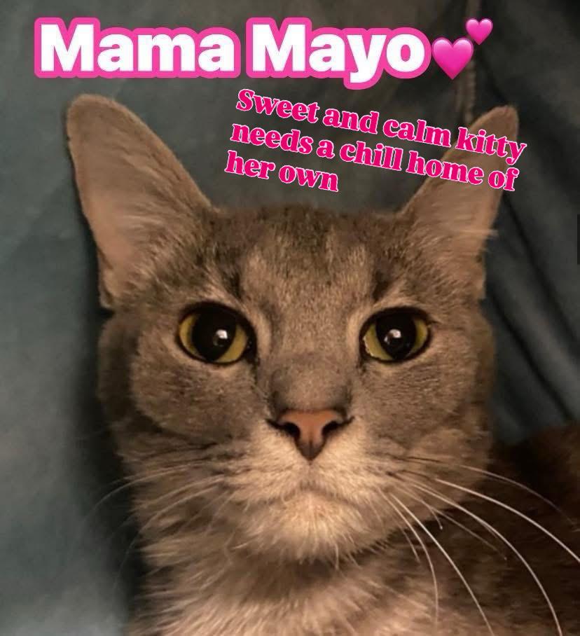 Enlarge Mama Mayo, a Adoptable mixed breed in Clarksville, TN image 2/6