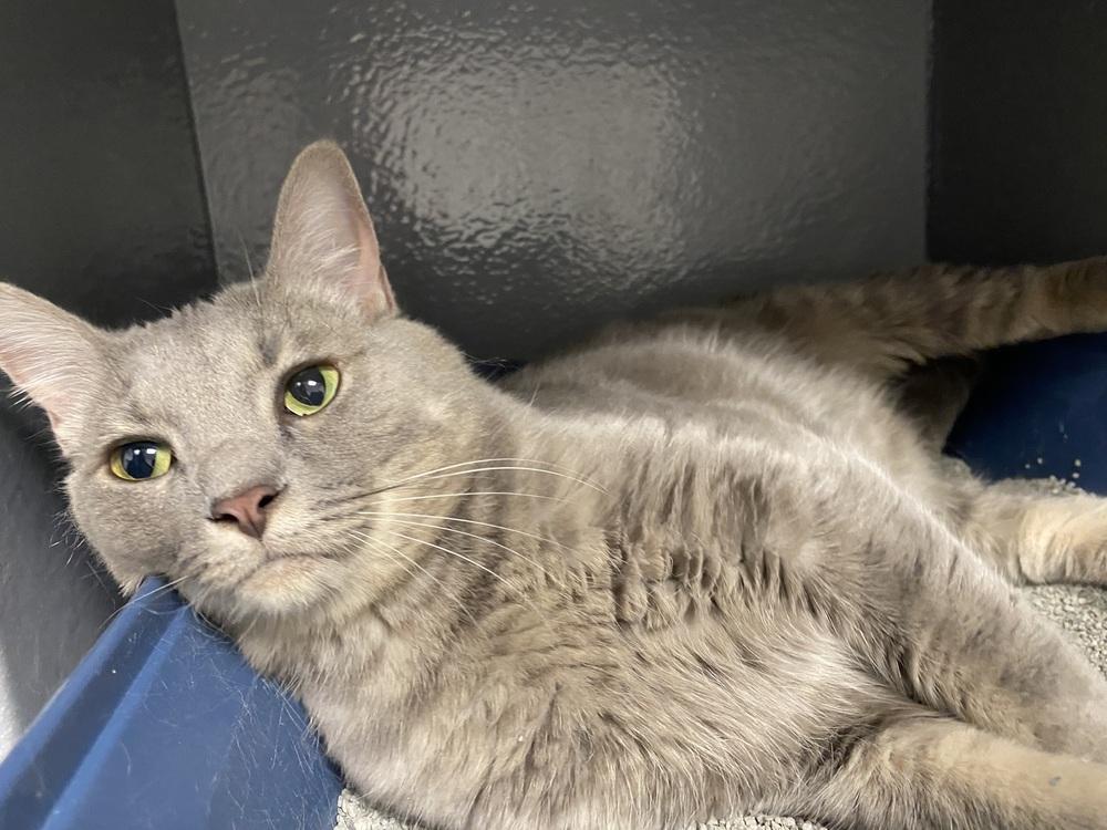 Enlarge Mama Mayo, a Adoptable mixed breed in Clarksville, TN image 6/6