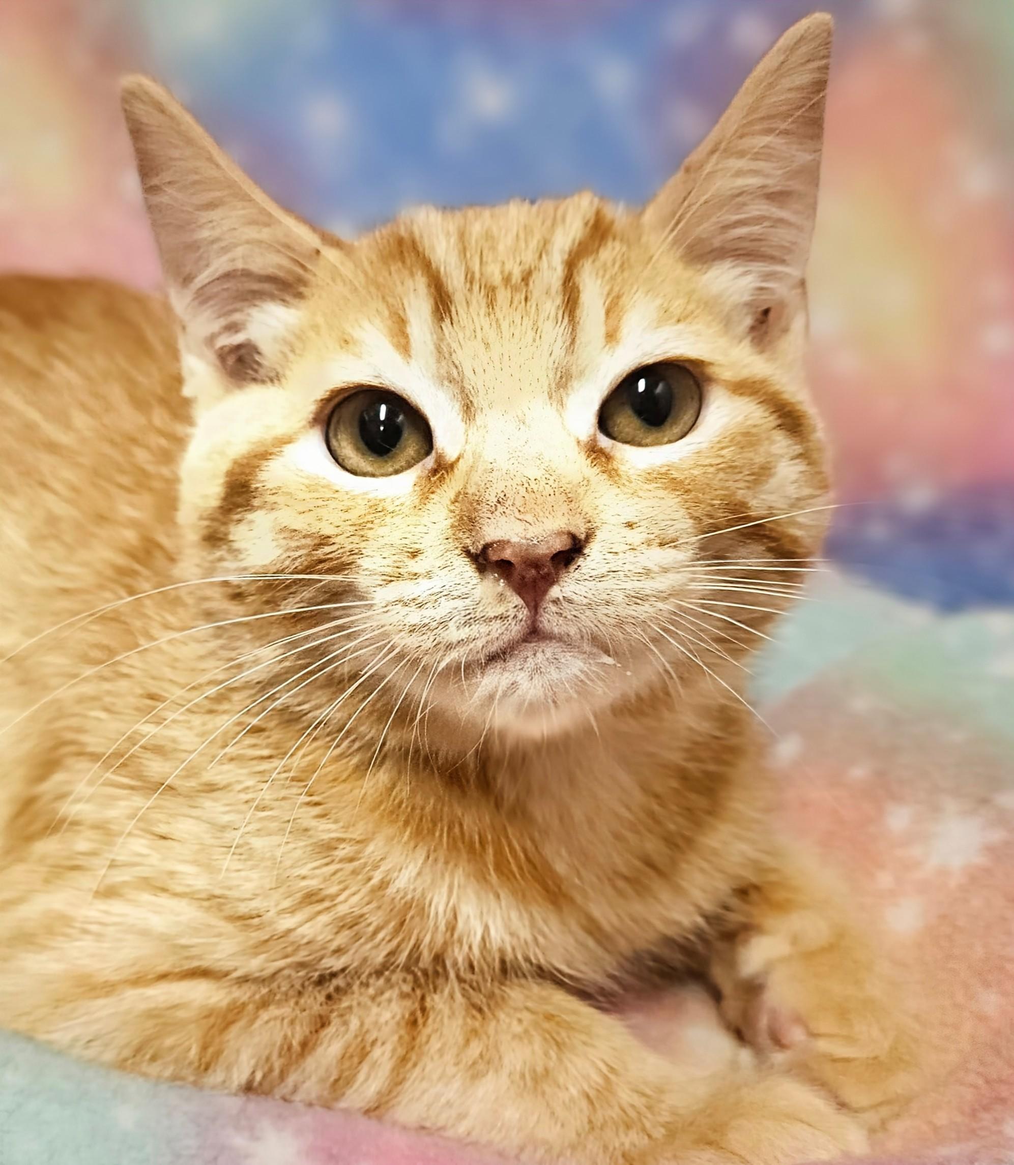 Beau - Rancho Cucamonga PetSmart, an adopted Domestic Short Hair in Rancho Cucamonga, CA image 1/4