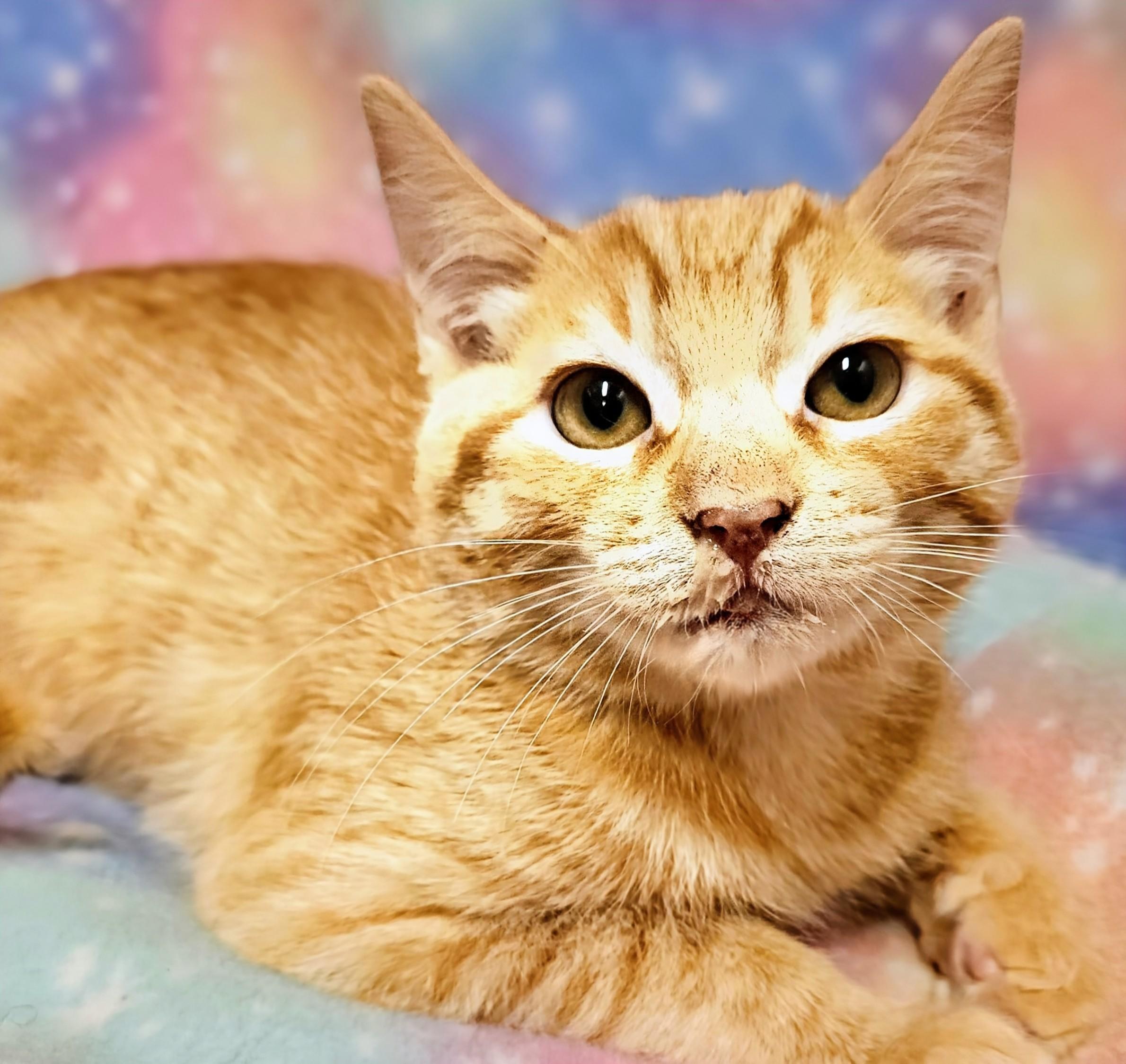 Beau - Rancho Cucamonga PetSmart, an adopted Domestic Short Hair in Rancho Cucamonga, CA image 2/4
