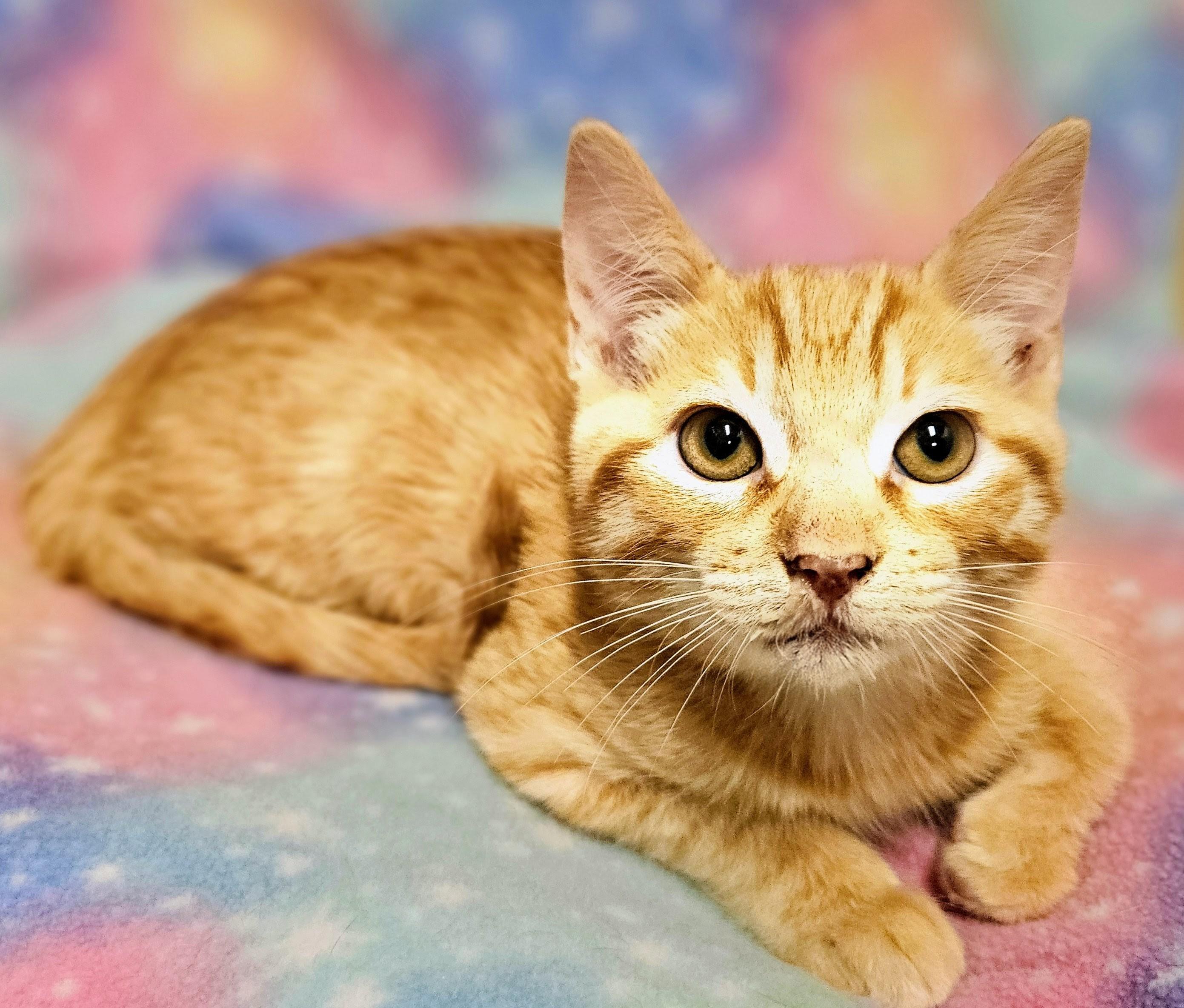 Beau - Rancho Cucamonga PetSmart, an adopted Domestic Short Hair in Rancho Cucamonga, CA image 4/4