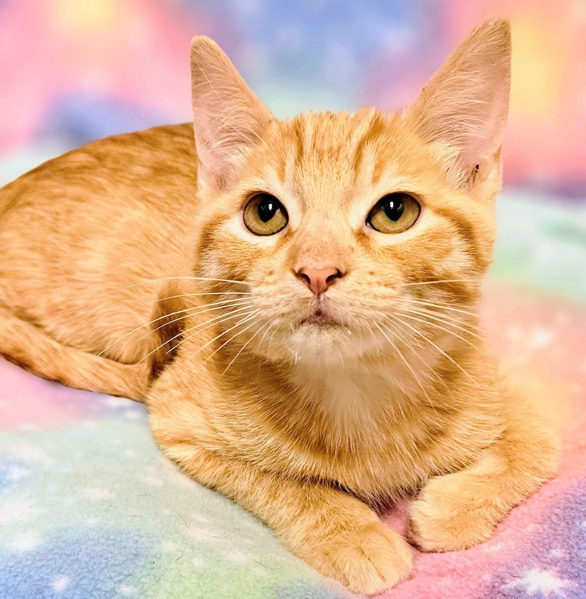 Beau - Rancho Cucamonga PetSmart, an adopted Domestic Short Hair in Rancho Cucamonga, CA image 3/4