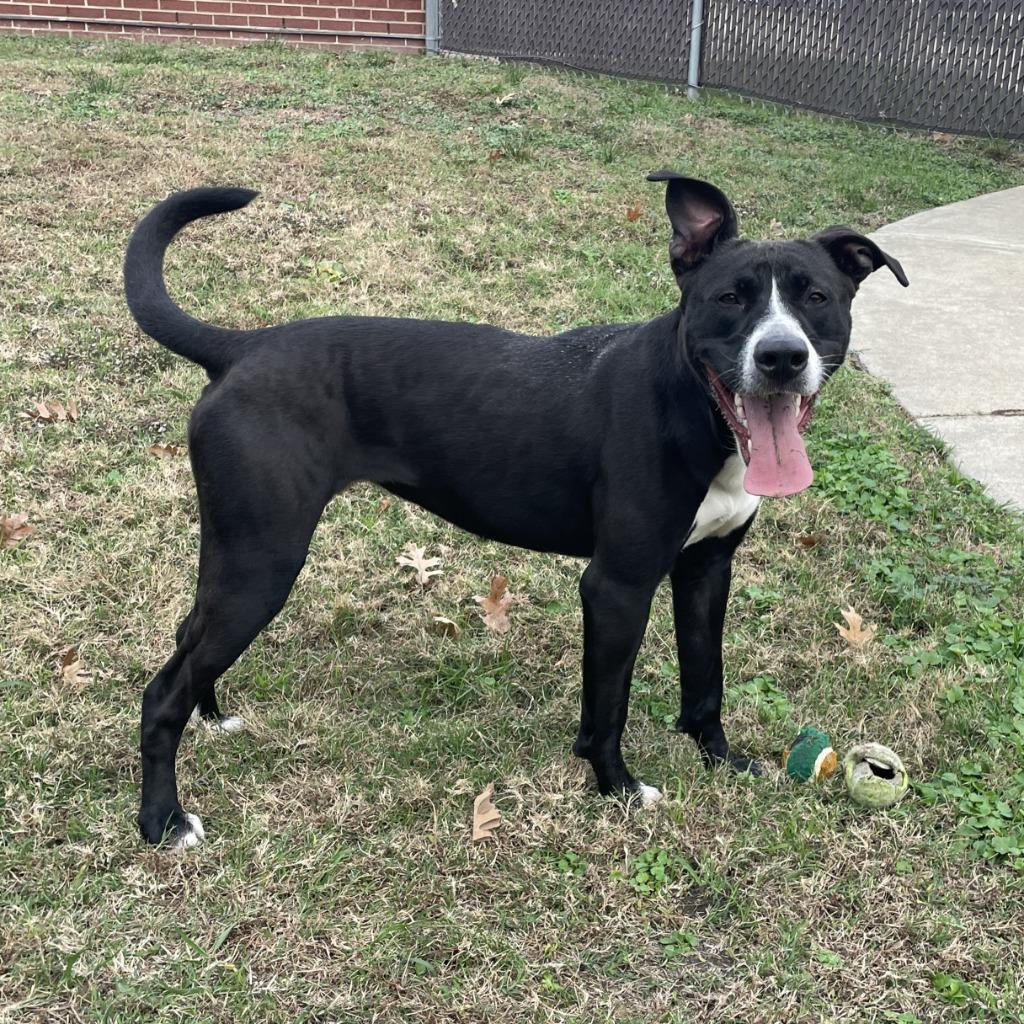 Enlarge Hope, a Adoptable mixed breed in Brenham, TX image 2/6