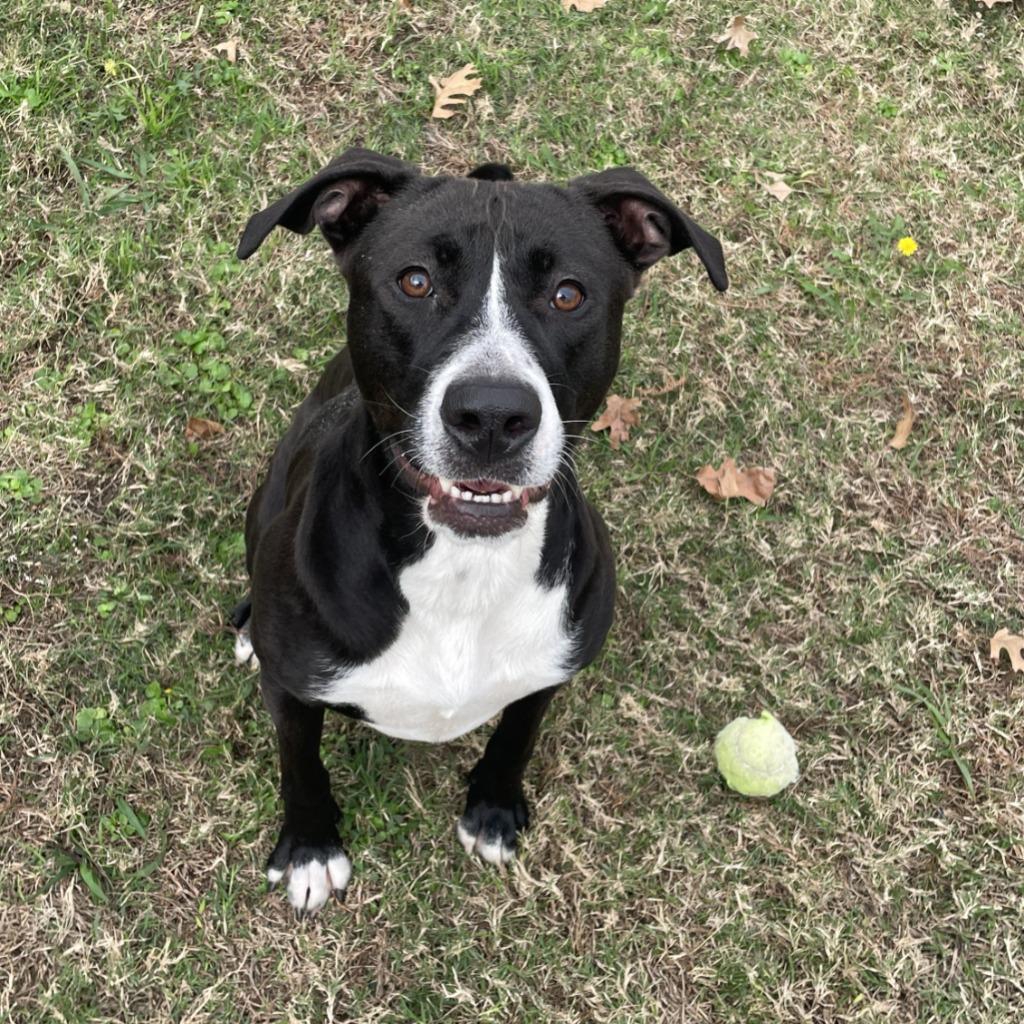 Enlarge Hope, a Adoptable mixed breed in Brenham, TX image 3/6