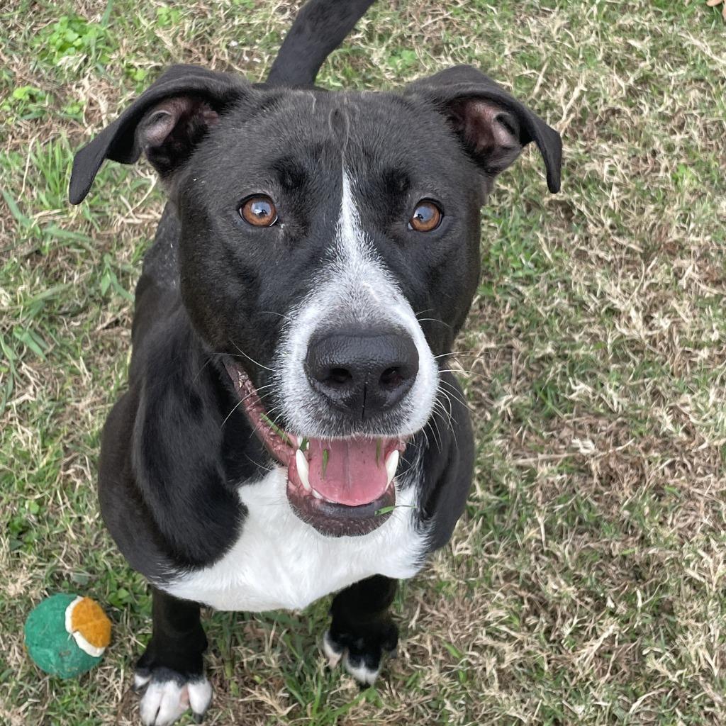 Enlarge Hope, a Adoptable mixed breed in Brenham, TX image 4/6
