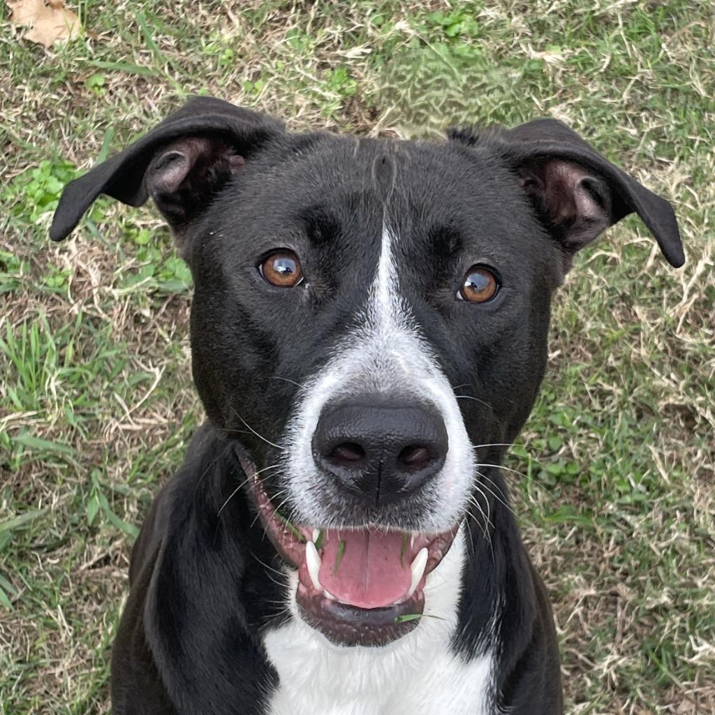 Enlarge Hope, a Adoptable mixed breed in Brenham, TX image 1/6