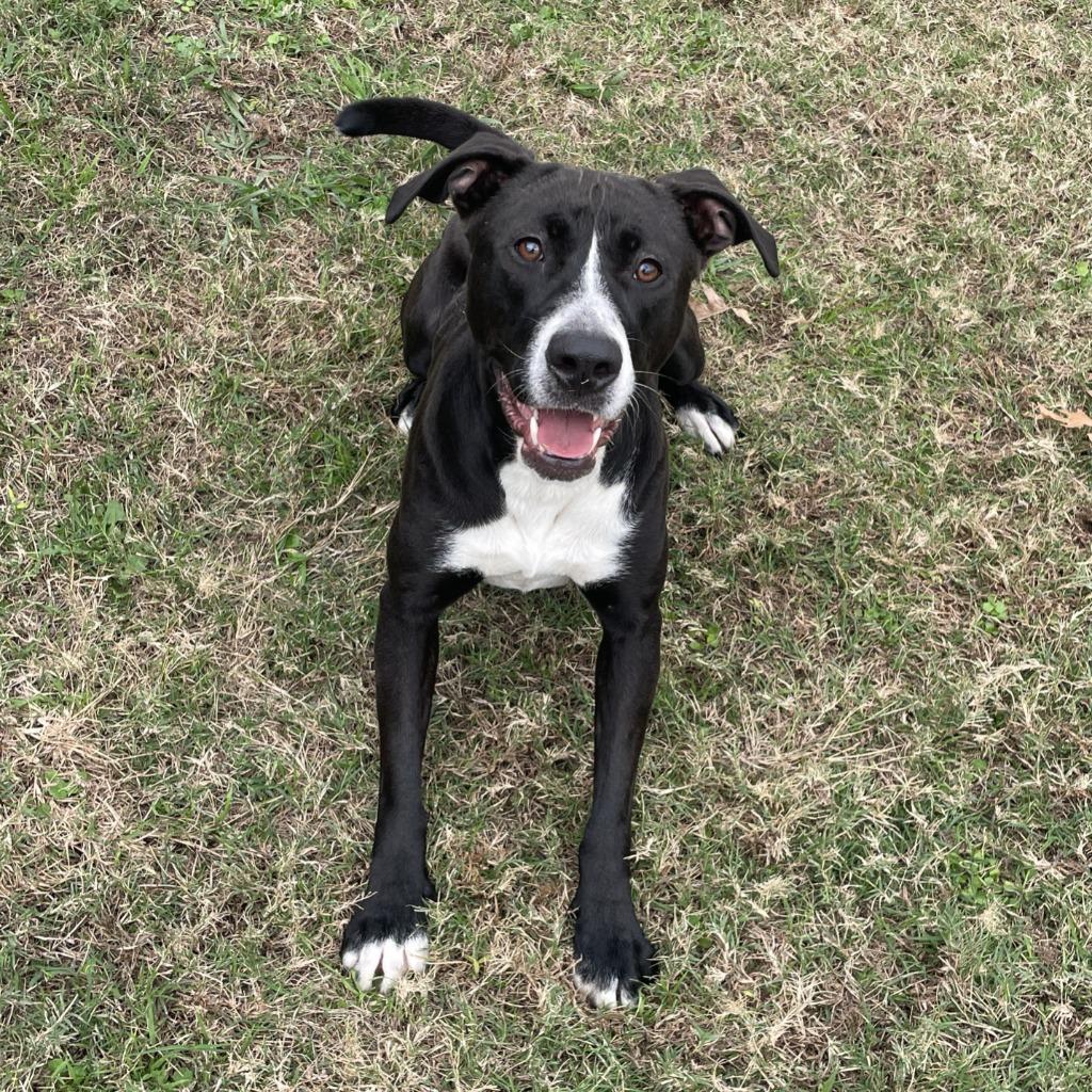 Enlarge Hope, a Adoptable mixed breed in Brenham, TX image 5/6