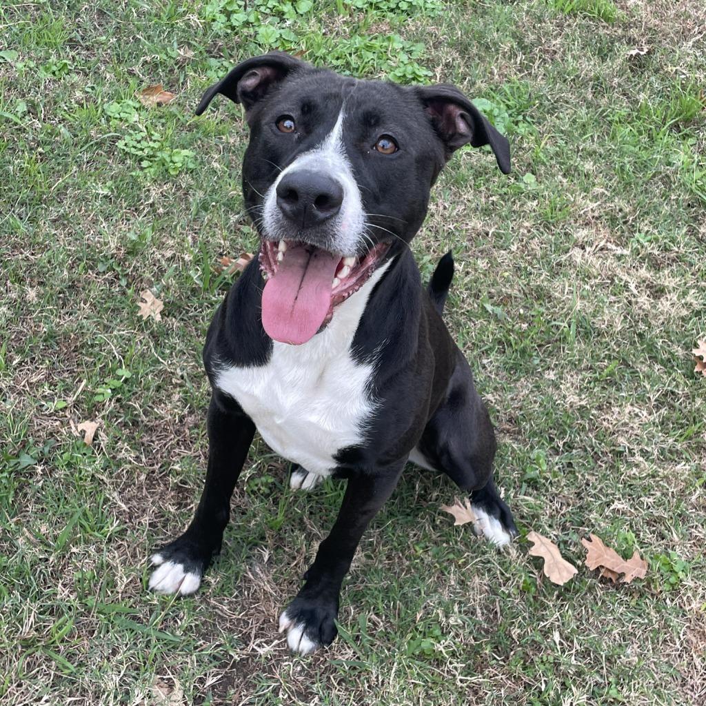 Enlarge Hope, a Adoptable mixed breed in Brenham, TX image 6/6