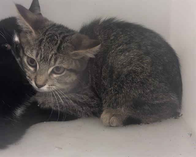 FETA, Adoptable, Kitten Female Domestic Short Hair.