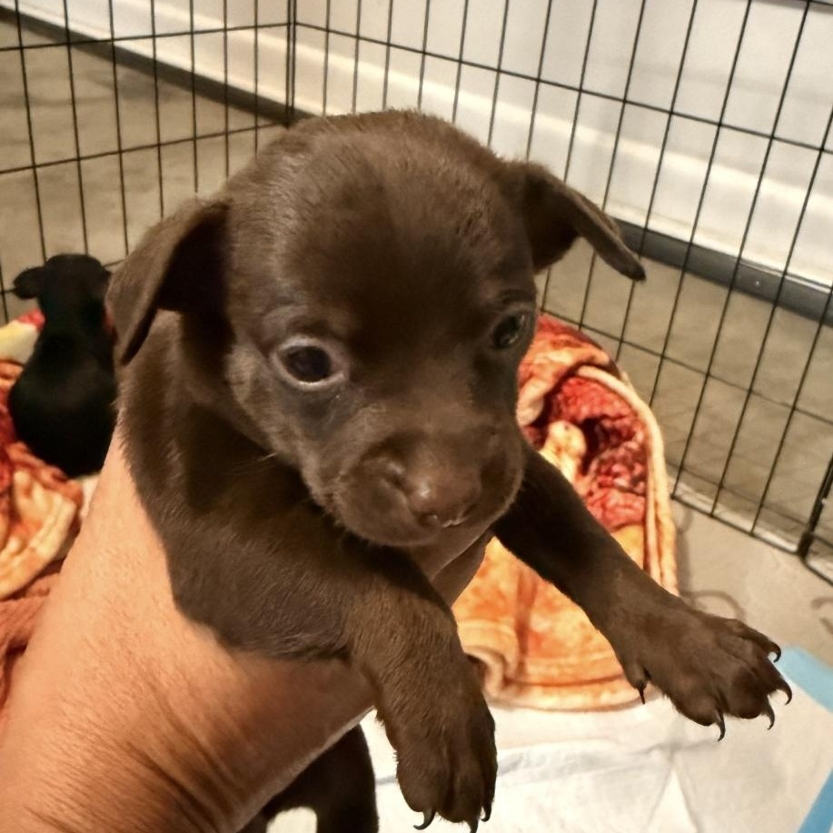 Enlarge Brown puppy, a Adoptable mixed breed in Brentwood, CA image 1/1