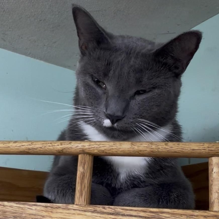 Cannoli, Adoptable, Young Female Domestic Short Hair.