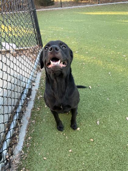 Enlarge Kallie, a Adoptable mixed breed in Hutchinson, KS image 1/3