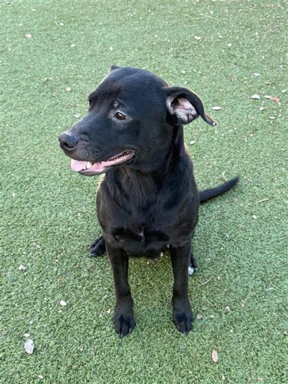 Enlarge Kallie, a Adoptable mixed breed in Hutchinson, KS image 2/3