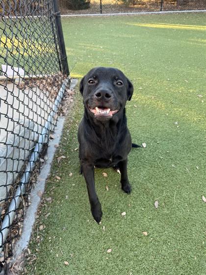 Enlarge Kallie, a Adoptable mixed breed in Hutchinson, KS image 3/3