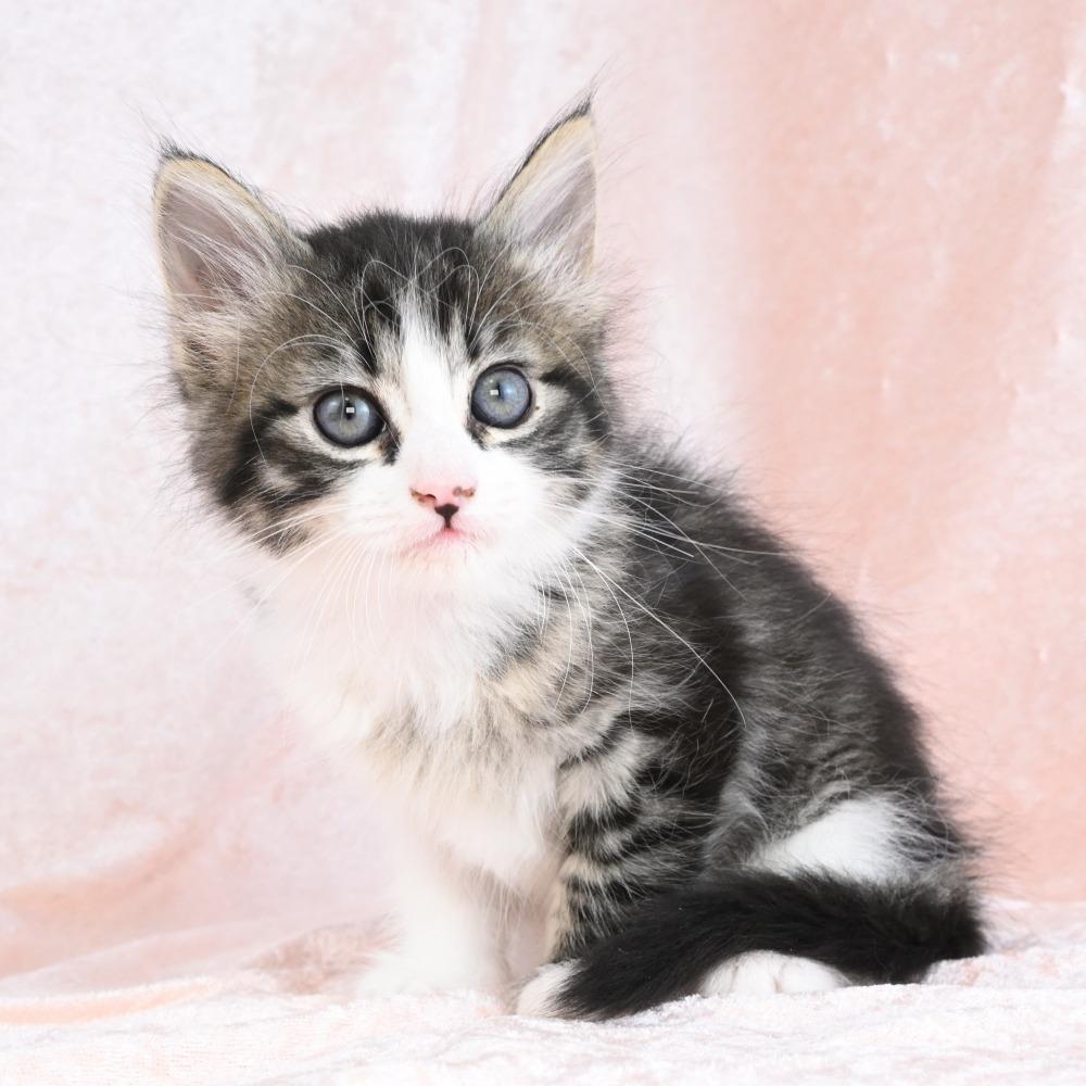 Donut, Adoptable, Kitten Male Domestic Medium Hair.