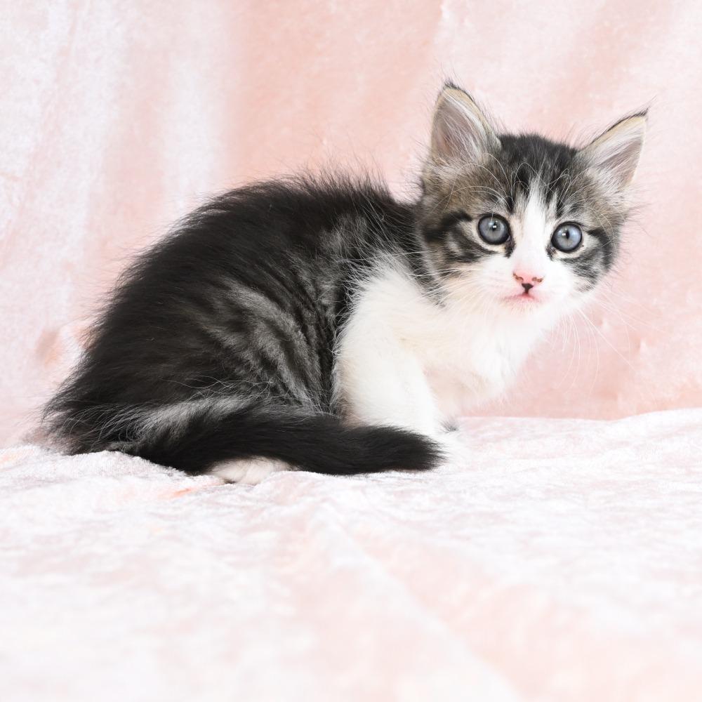 Donut, a Adoptable Domestic Medium Hair in Mobile, AL image 2/6