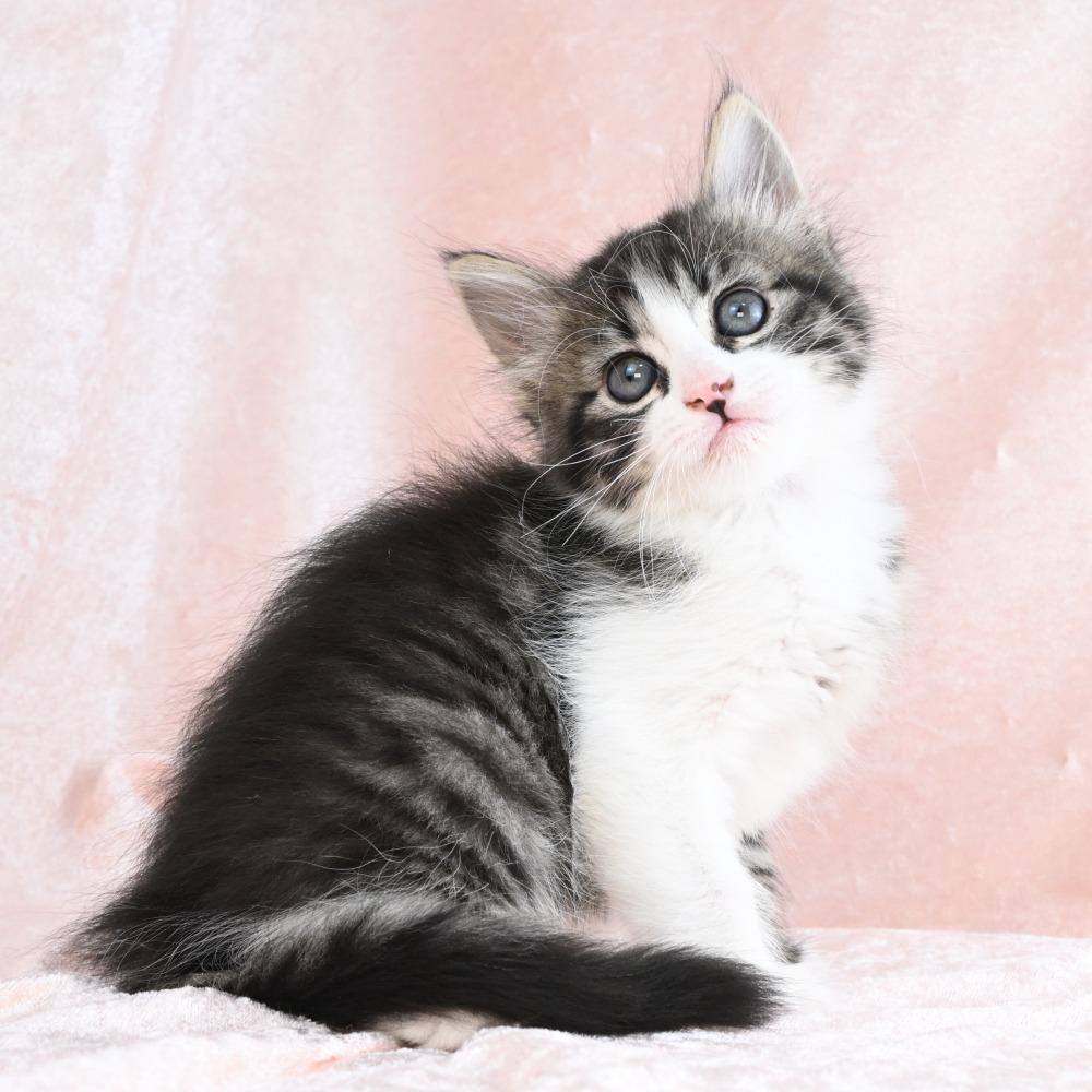 Donut, a Adoptable Domestic Medium Hair in Mobile, AL image 3/6