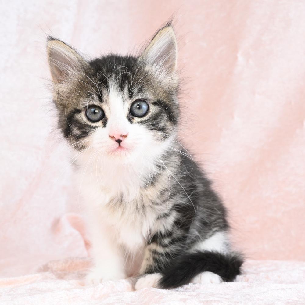 Donut, a Adoptable Domestic Medium Hair in Mobile, AL image 4/6