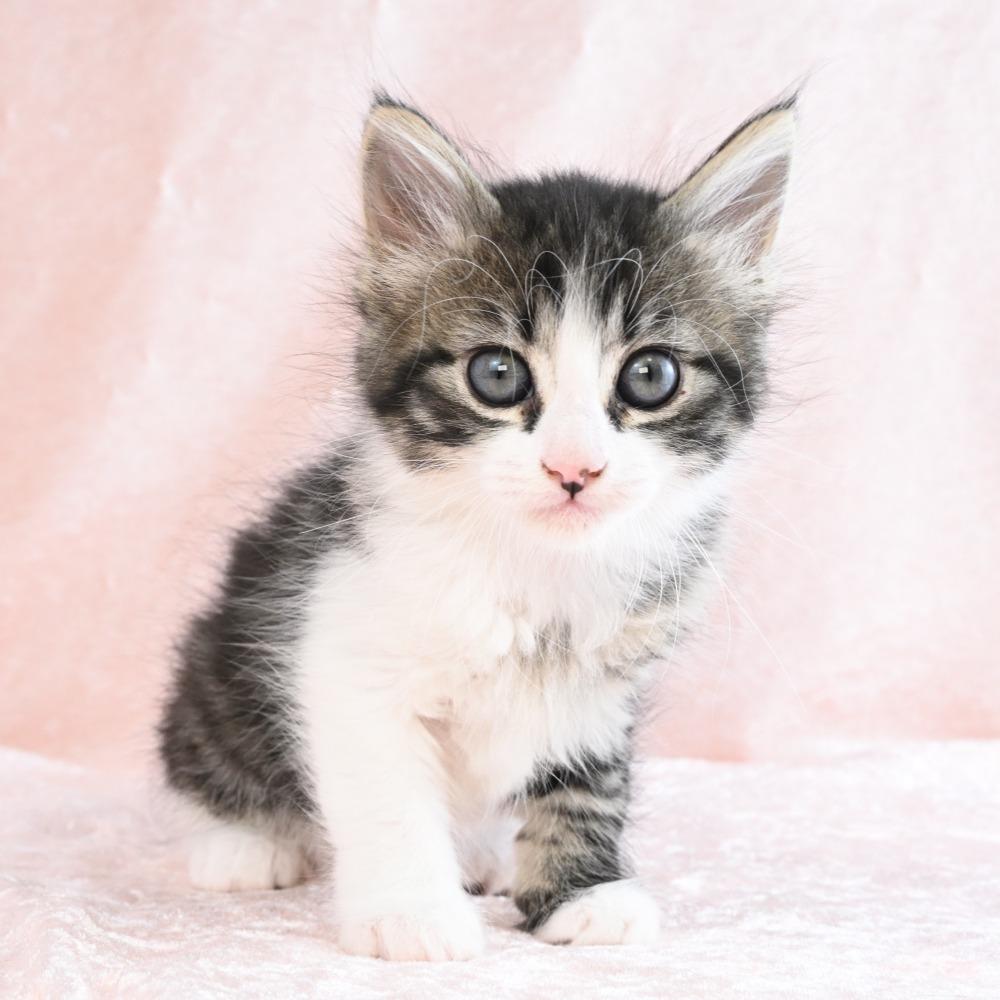 Donut, a Adoptable Domestic Medium Hair in Mobile, AL image 5/6