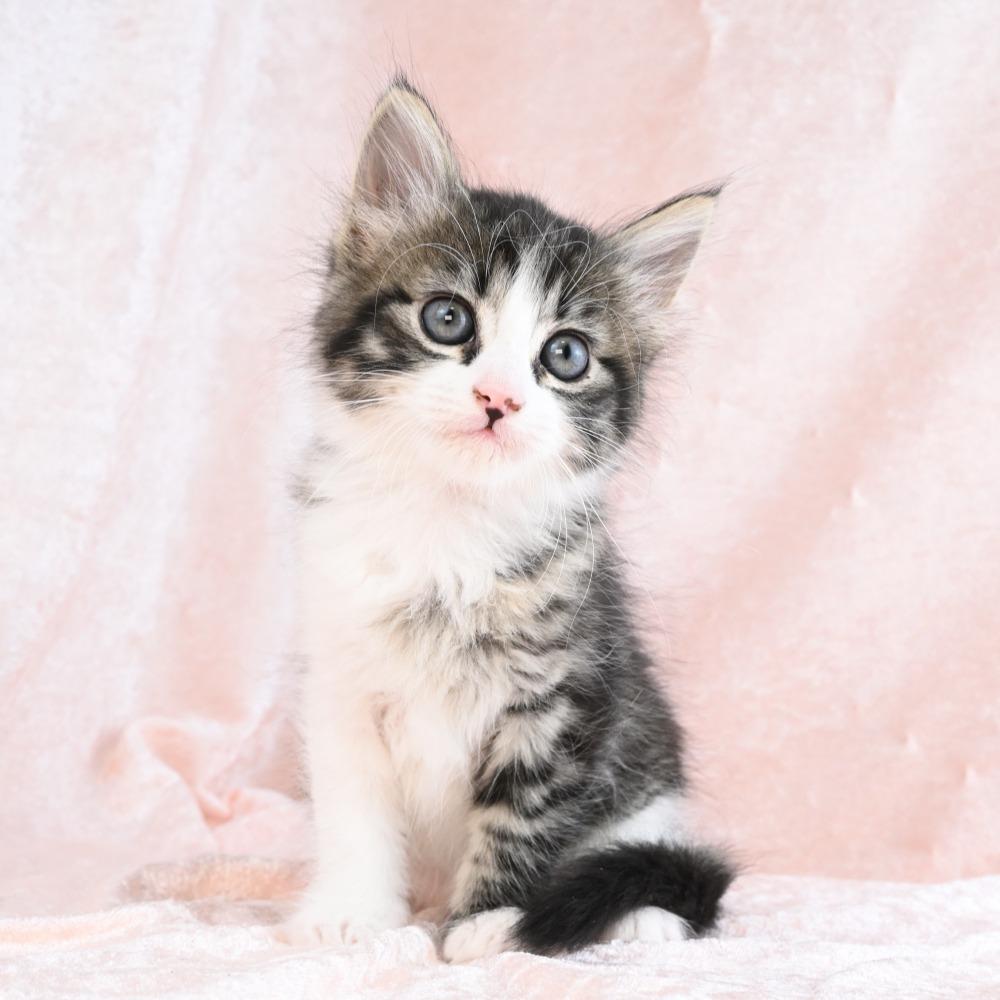 Donut, a Adoptable Domestic Medium Hair in Mobile, AL image 6/6