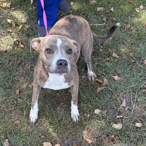 Manila, ADOPTABLE, Young Female Pit Bull Terrier.
