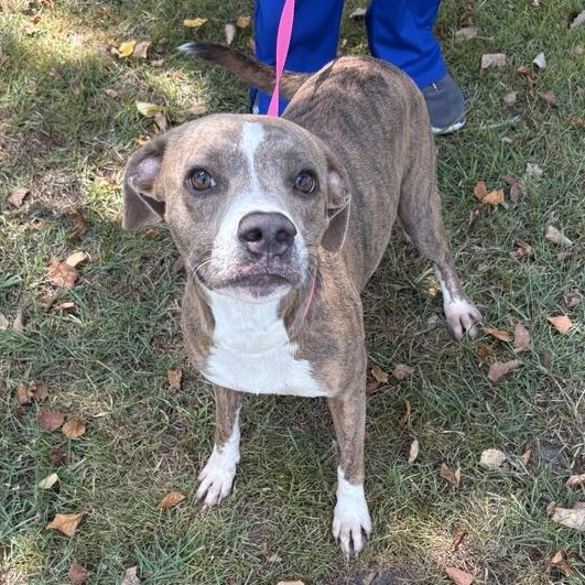 Manila, a ADOPTABLE mixed breed in Valdosta, GA image 2/2