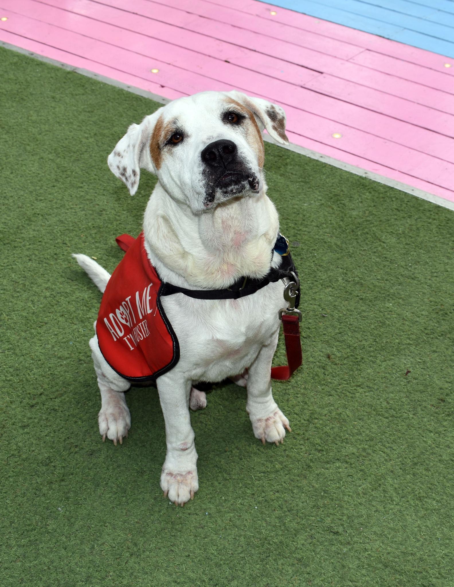 Rufus, Adoptable, Senior Male Catahoula Leopard Dog.