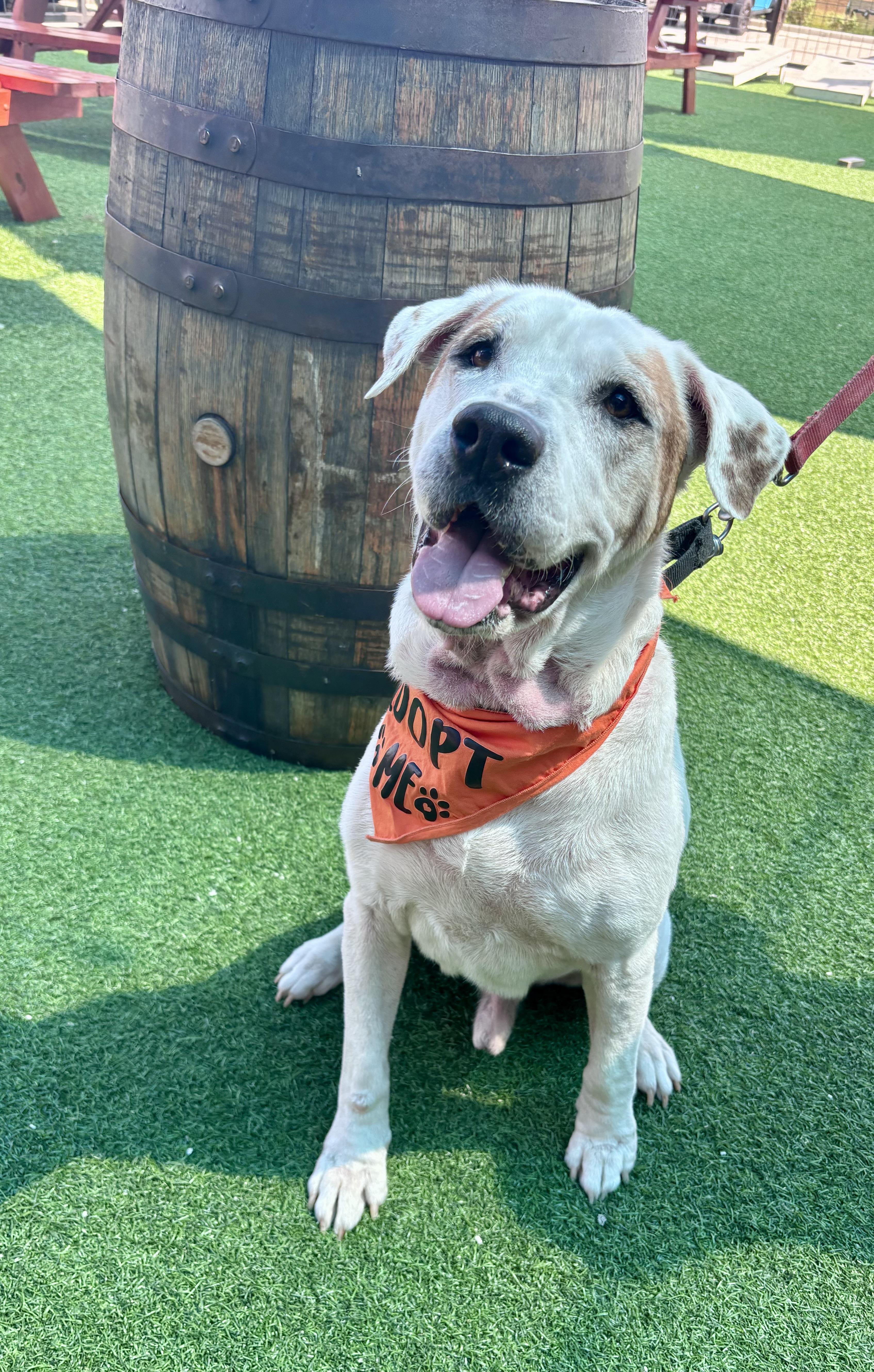 Enlarge Rufus, a Adoptable mixed breed in Houston, TX image 2/6