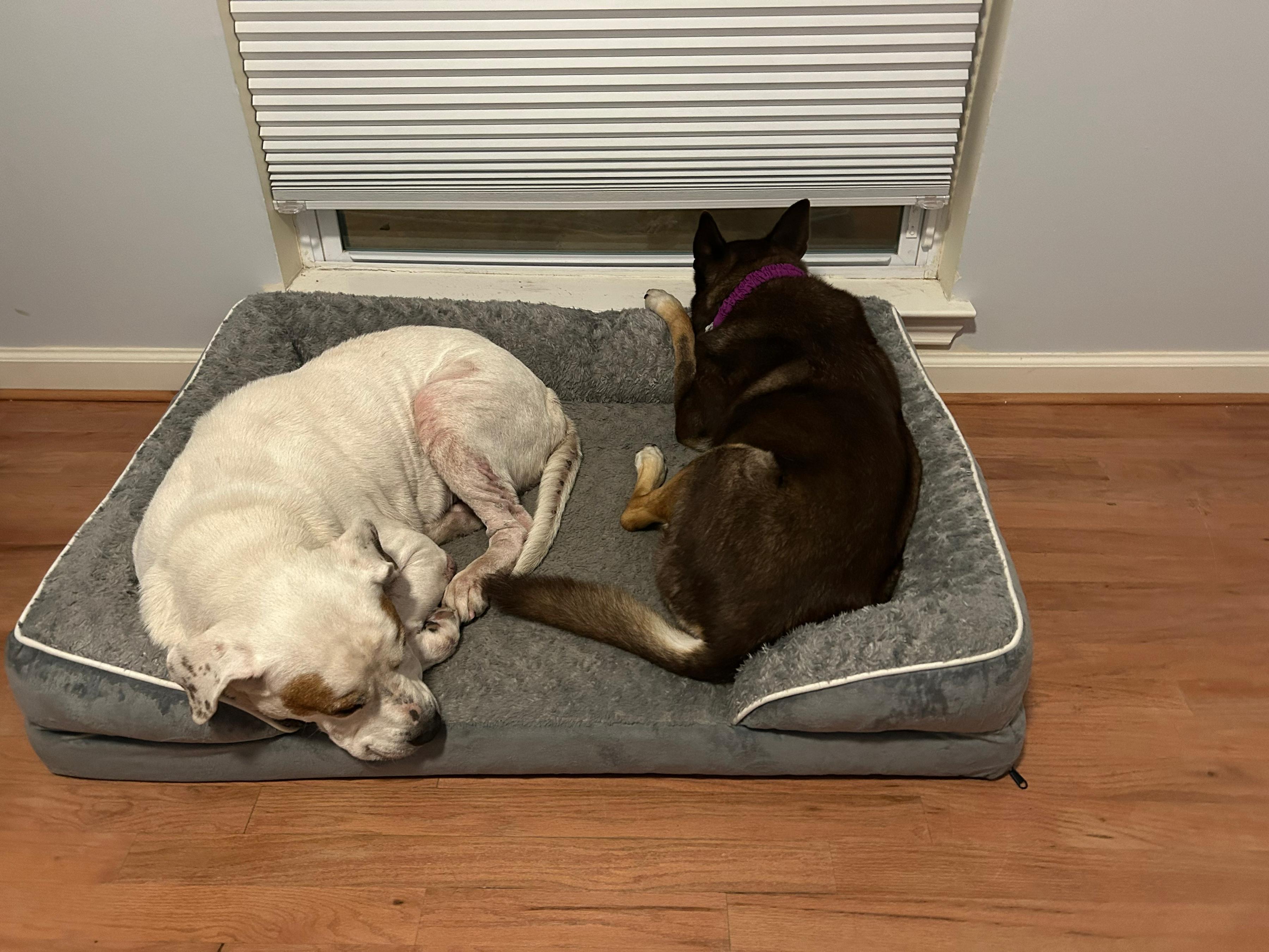 Enlarge Rufus, a Adoptable mixed breed in Houston, TX image 2/6