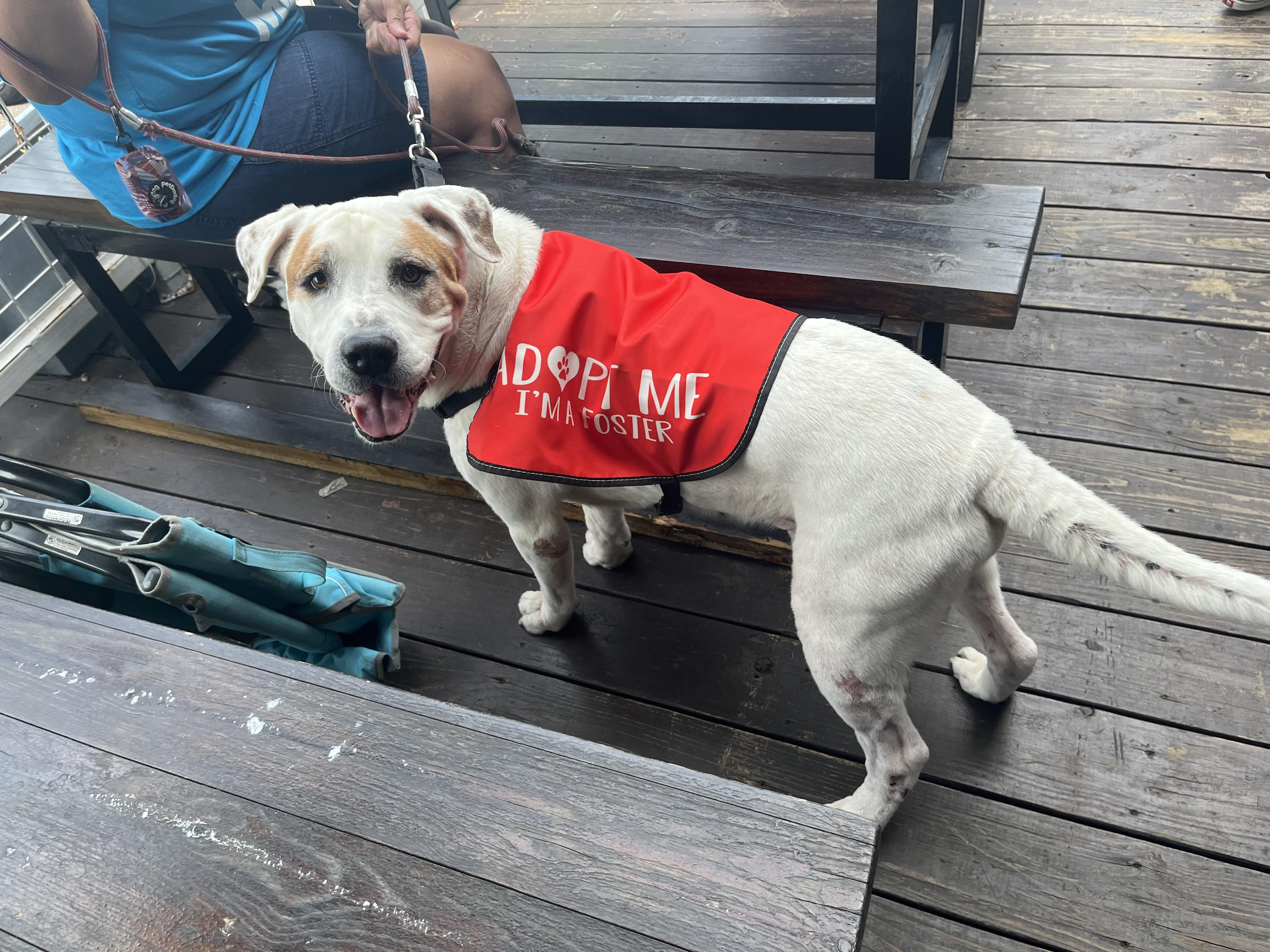 Enlarge Rufus, a Adoptable mixed breed in Houston, TX image 3/6