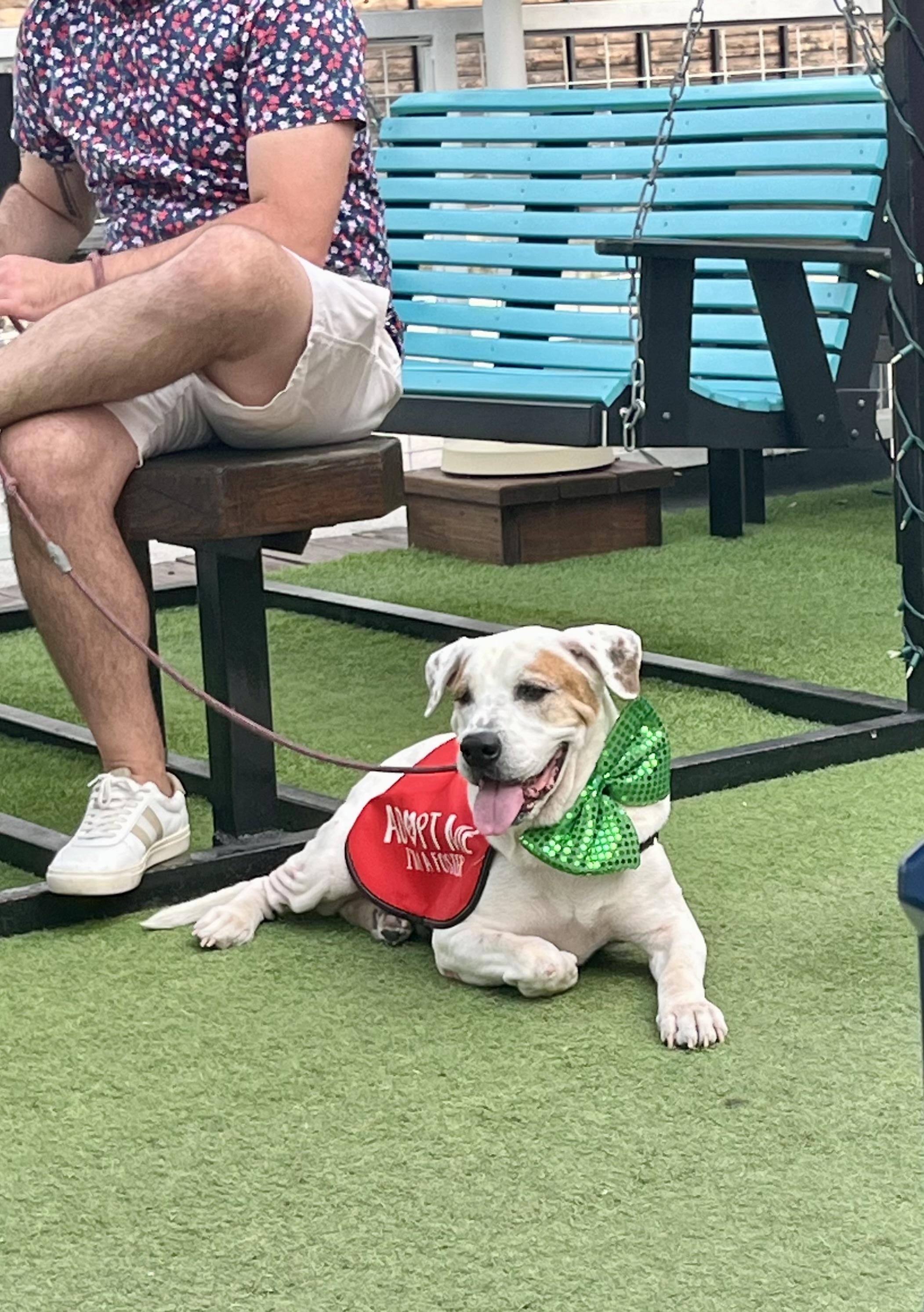 Rufus, Adoptable, Adult Male Catahoula Leopard Dog.