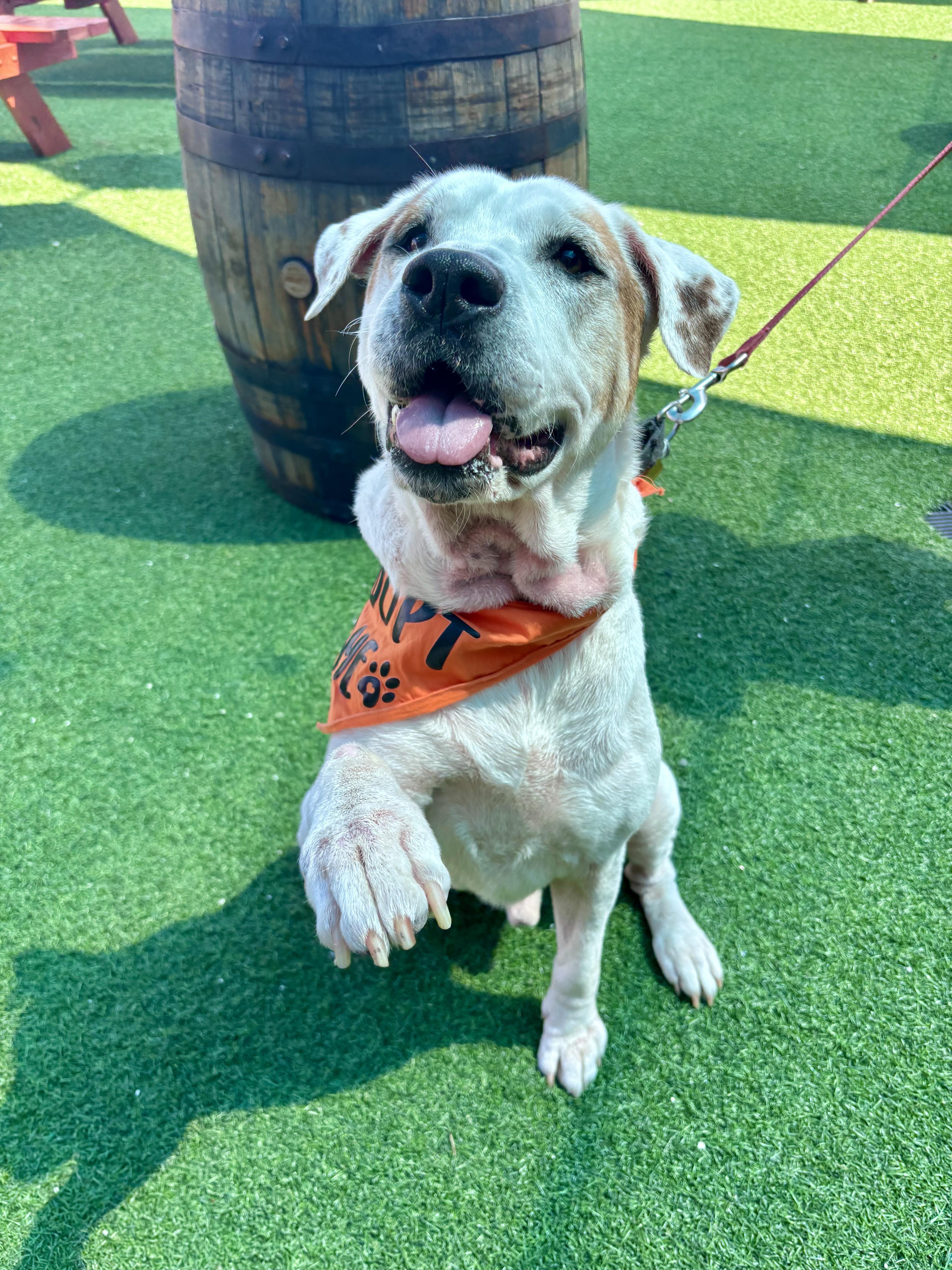 Enlarge Rufus, a Adoptable mixed breed in Houston, TX image 4/6