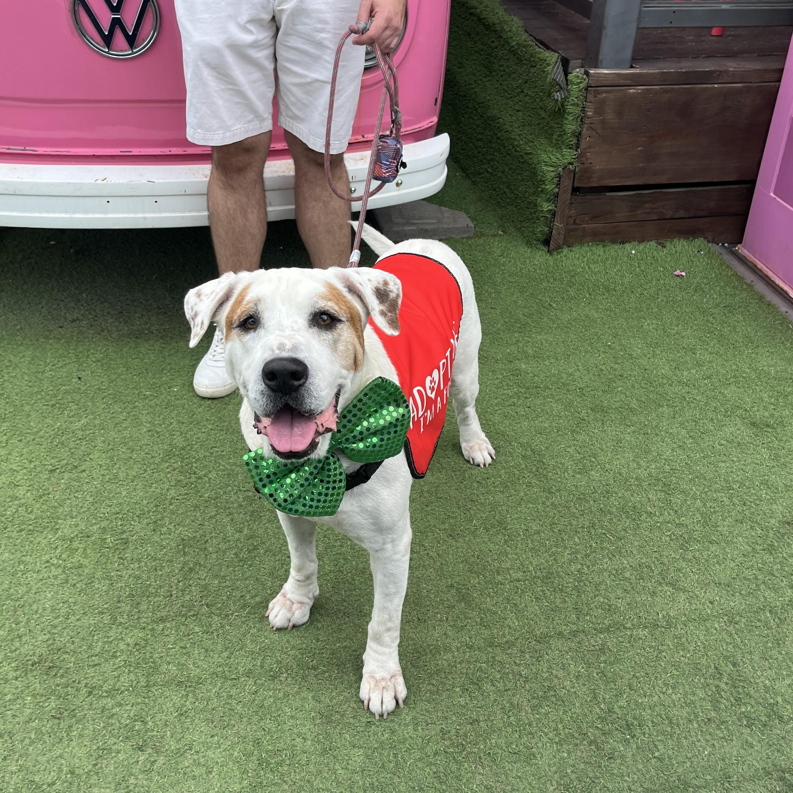 Enlarge Rufus, a Adoptable mixed breed in Houston, TX image 1/1