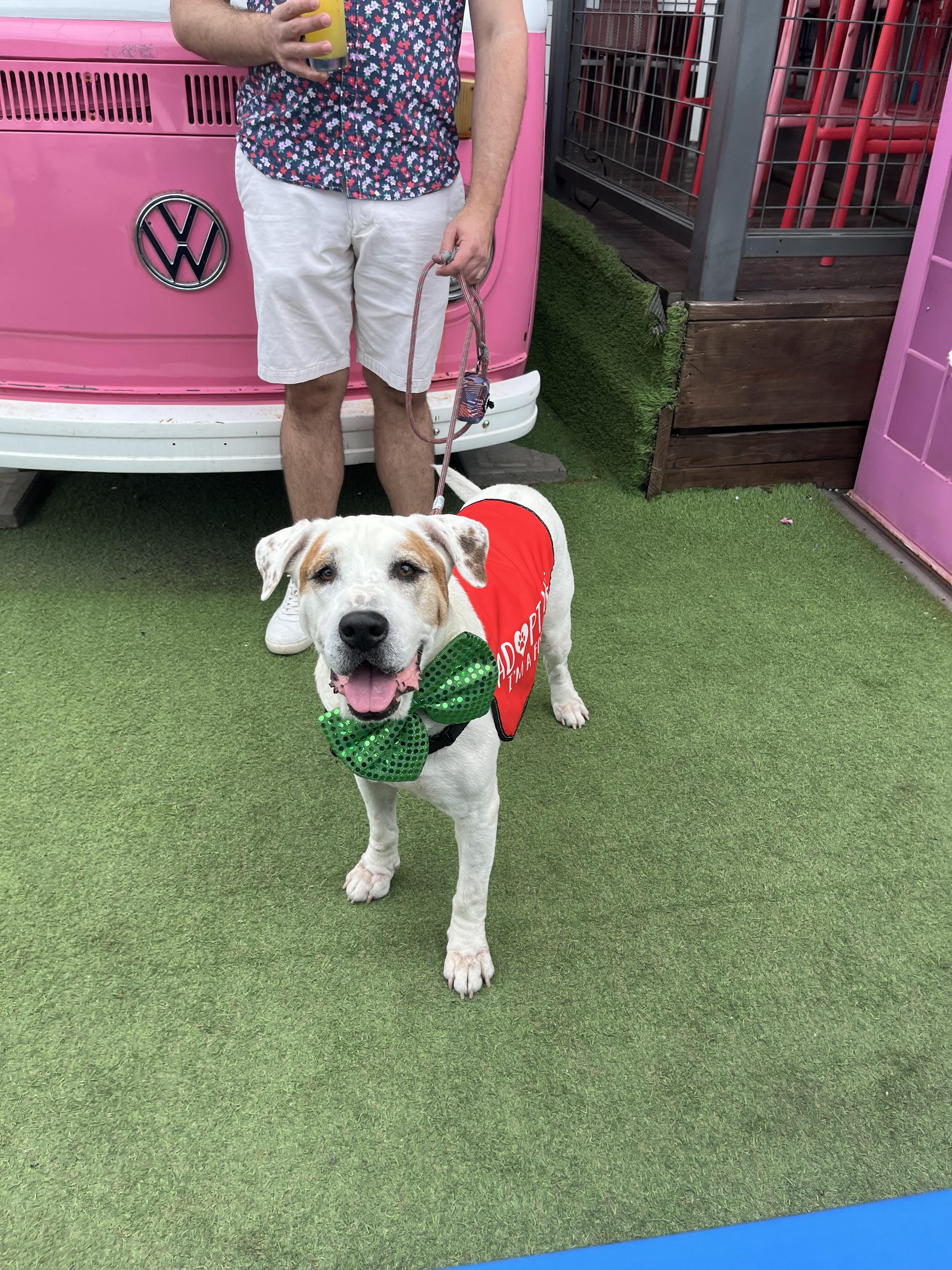 Enlarge Rufus, a Adoptable mixed breed in Houston, TX image 5/6