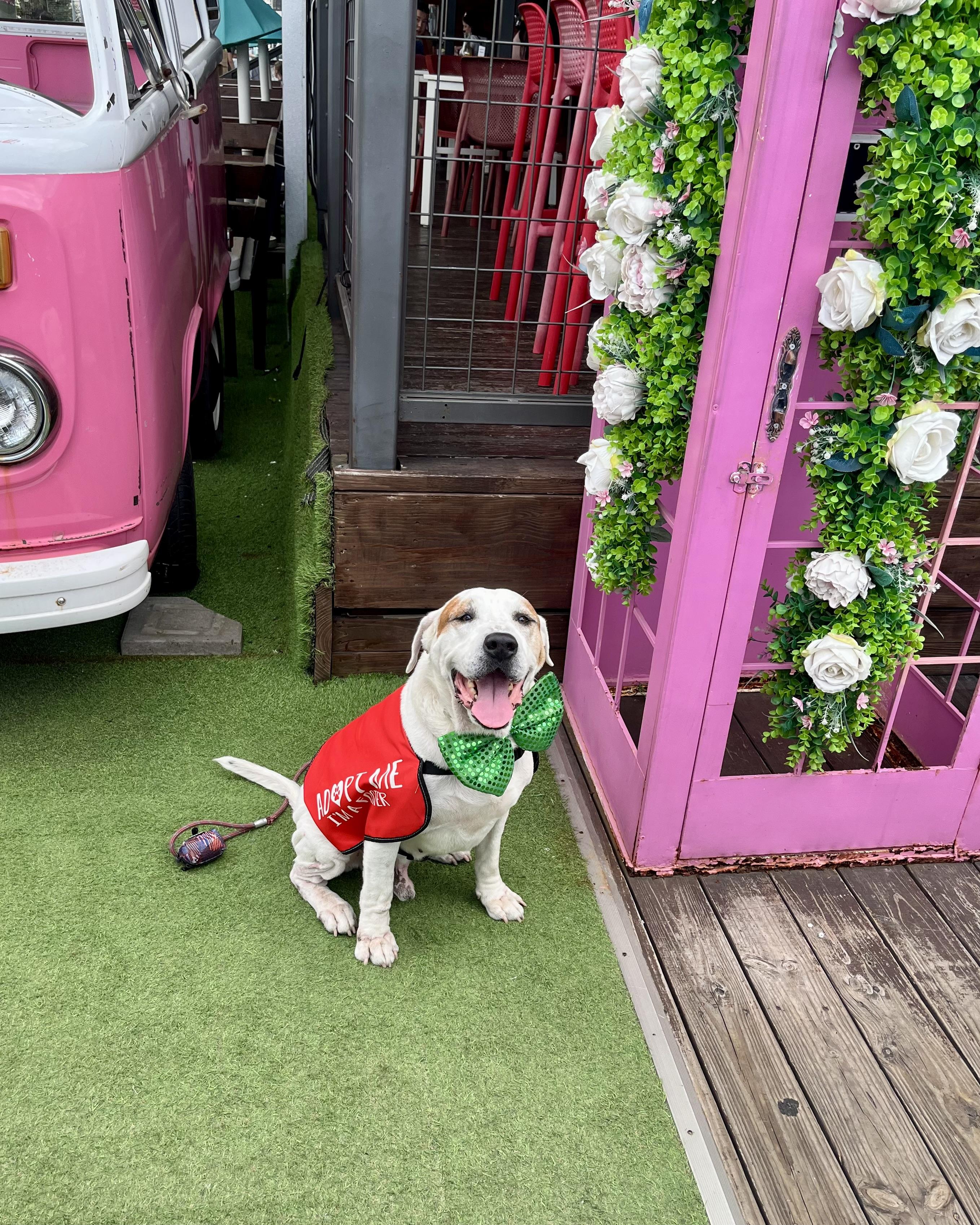 Enlarge Rufus, a Adoptable mixed breed in Houston, TX image 6/6