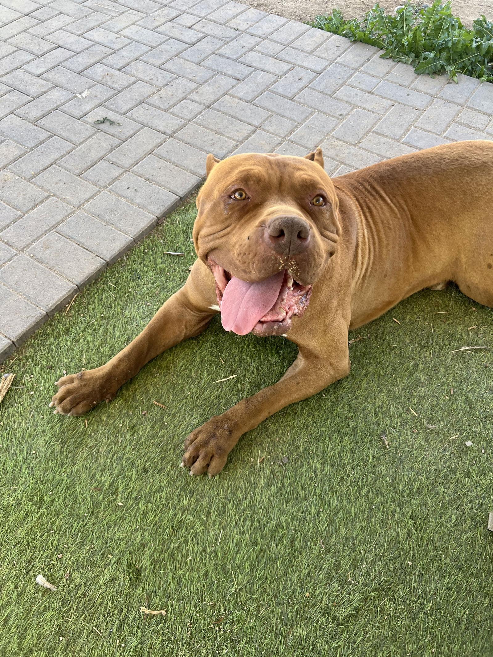 Oso - adopted, a Adoptable Mastiff in Glendale, AZ image 1/3