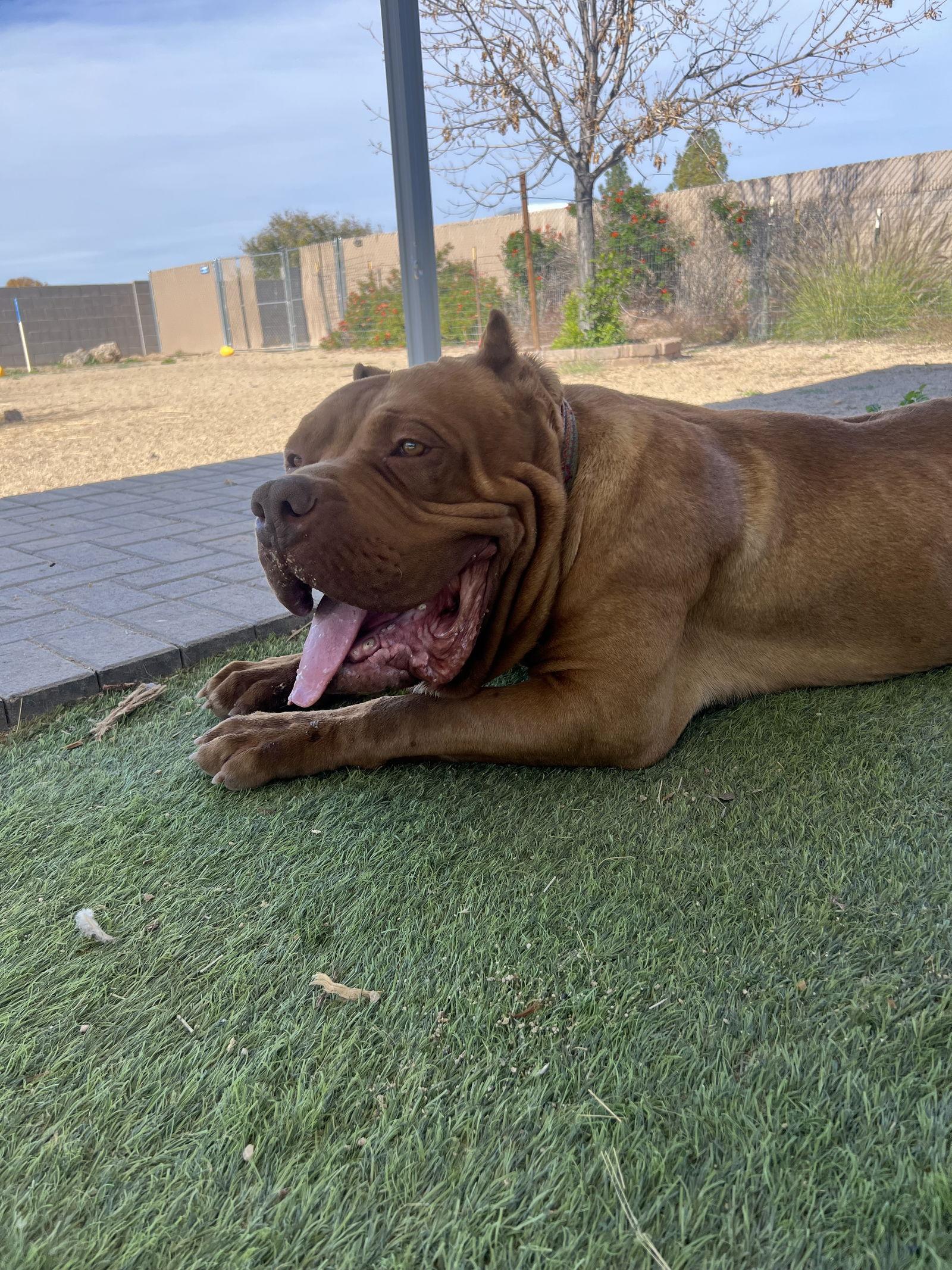 Oso - adopted, a Adoptable Mastiff in Glendale, AZ image 2/3