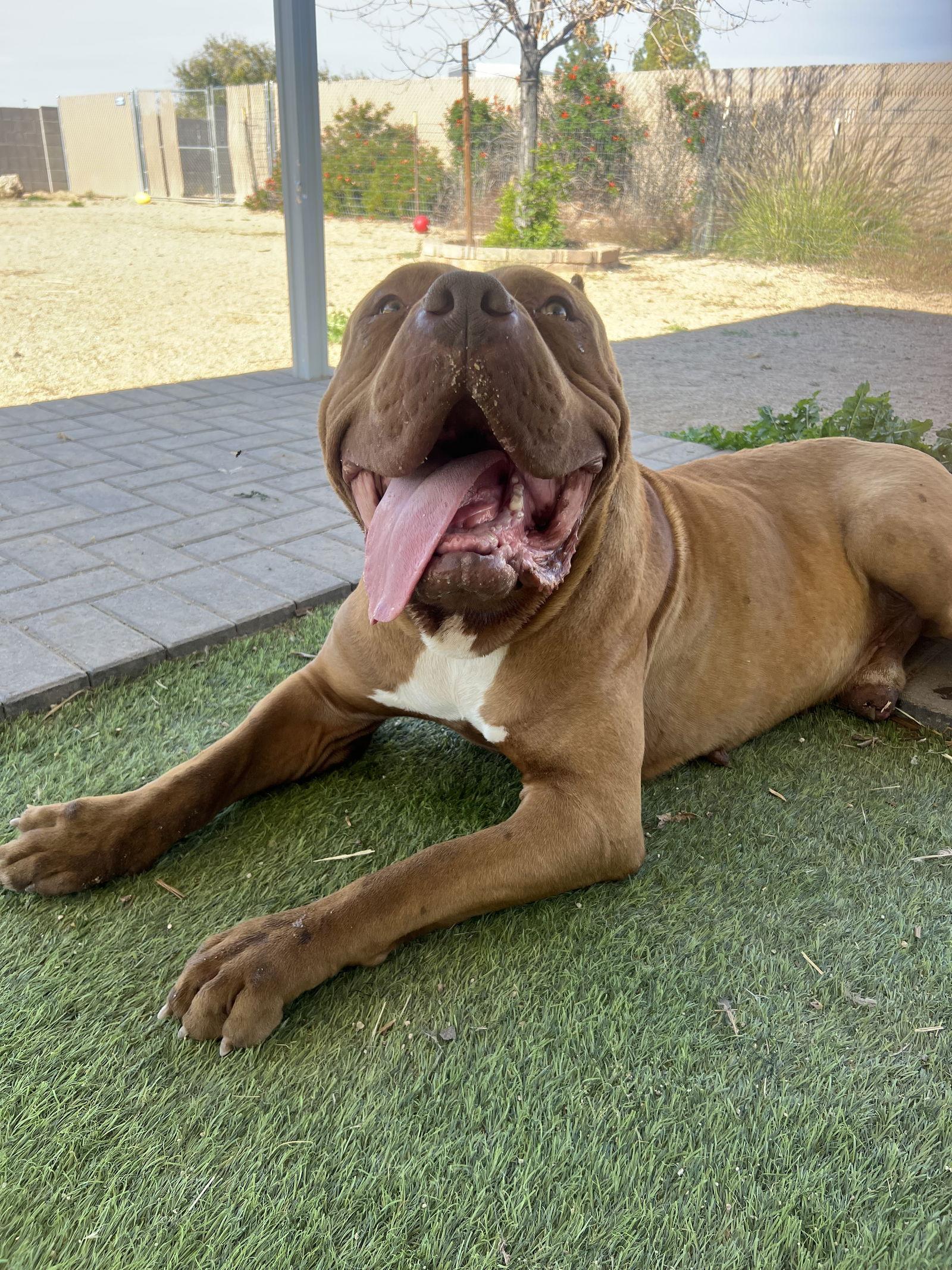 Oso - adopted, a Adoptable Mastiff in Glendale, AZ image 3/3