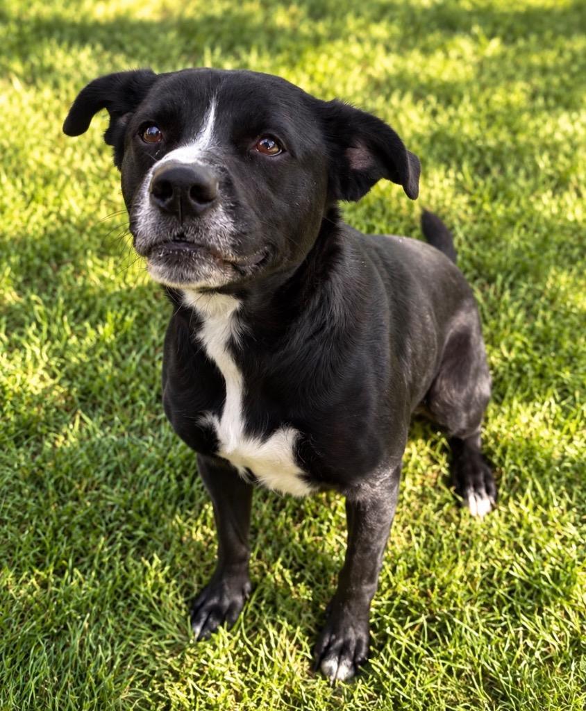 SPICEY, Adoptable, Adult Female Terrier.