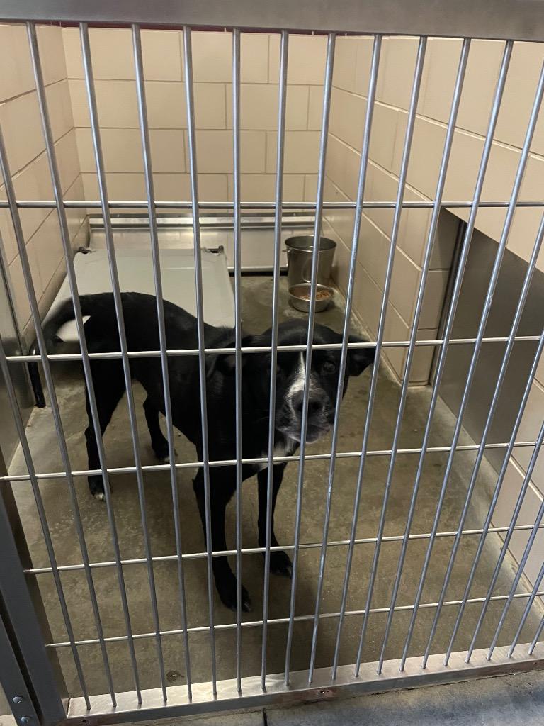 Enlarge SPICEY, a Adoptable Terrier in Wintersville, OH image 2/2