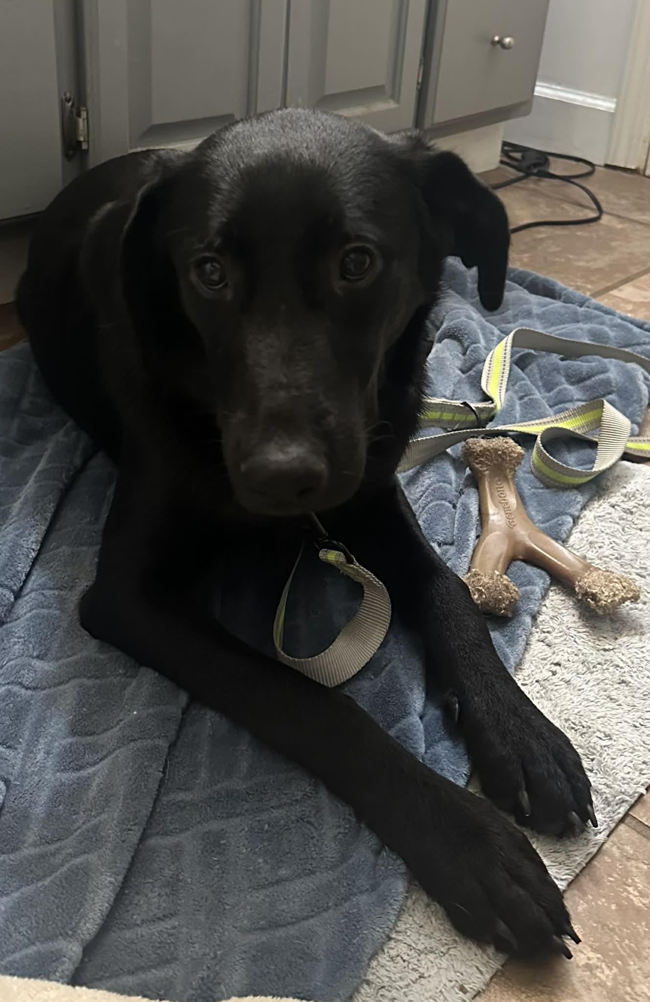 Enlarge Rhea, a Adoptable mixed breed in Grand Rapids, MI image 1/5